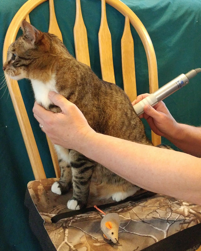 Cat receiving Laser Therapy
